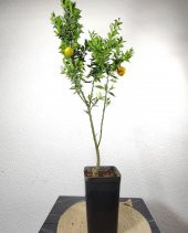 Citrus Melonties Cin Mandalinası Ağacı 70-90 cm - 3