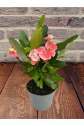 Tiny pink and red Euphorbia milii-Dikenler Tacı Çiçeği - 1