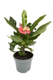 Tiny pink and red Euphorbia milii-Dikenler Tacı Çiçeği - 4