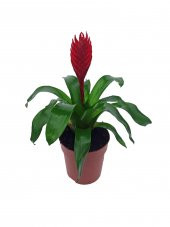 Vresia Kırmızı Alev Kılıcı Çiçeği 20-30 cm - 2