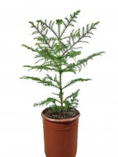 Salon Çamı Arokarya Araucaria 40-60 Cm Ev Bitkisi Ofis Bitkisi - 1