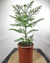 Salon Çamı Arokarya Araucaria 40-60 Cm Ev Bitkisi Ofis Bitkisi - 2