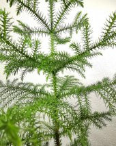 Salon Çamı Arokarya Araucaria 40-60 Cm Ev Bitkisi Ofis Bitkisi - 3