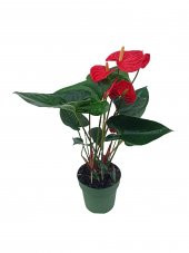 Antoryum Flamingo Çiçeği 30-40 cm - 1