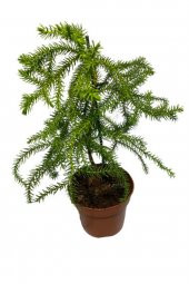 Arokarya Salon Çamı Saksı hariç 30-35 cm - 1