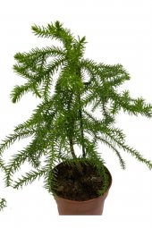 Arokarya Salon Çamı Saksı hariç 30-35 cm - 3