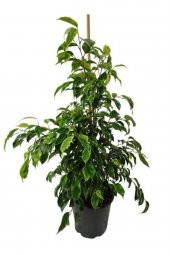Ficus Benjamin Anastasia 80-100 Cm - 1