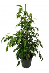 Ficus Benjamin Anastasia 80-100 Cm - 2