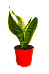 Kılıç Çiçeği Sanseveria 30-40 cm - 1