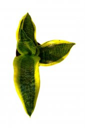 Kılıç Çiçeği Sanseveria 30-40 cm - 2