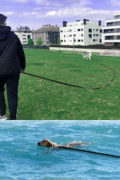 Güvenli Ve Konforlu 5 Metre Kedi Ve Köpek Gezdirme Sevk Kayışı - 3
