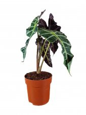 Fil Kulağı Bitkisi - Alocasia Polly 30-40 Cm - 1