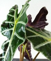 Fil Kulağı Bitkisi - Alocasia Polly 30-40 Cm - 2