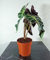 Fil Kulağı Bitkisi - Alocasia Polly 30-40 Cm - 3