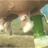 Royal İlaç Masdisin Teat Foam Sağım Öncesi Bakım 20 lt thumbnail 2