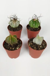 4 lü Astrophytum Özel Tür Kaktüs Seti 5.5 cm Saksıda - 1