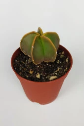 4 lü Astrophytum Özel Tür Kaktüs Seti 5.5 cm Saksıda - 2