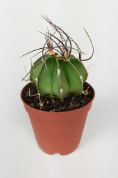 4 lü Astrophytum Özel Tür Kaktüs Seti 5.5 cm Saksıda - 4