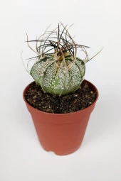 4 lü Astrophytum Özel Tür Kaktüs Seti 5.5 cm Saksıda - 5