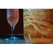 Kombucha Combucha Combuçay Reshi Reiki İçecek Mayalama Mantarı - 3