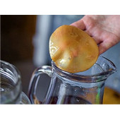 Kombucha Combucha Combuçay Reshi Reiki İçecek Mayalama Mantarı - 4