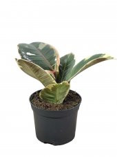 Kauçuk Alacalı Orta Boy - 1