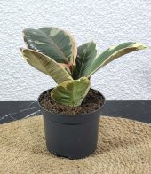 Kauçuk Alacalı Orta Boy - 2