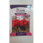 KIRMIZI KARANFİL ÇİÇEK TOHUMU 100 VERİMLİ - 1