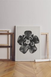 Asclepias Syriaca (Common Milkweed) enlarged 18 times from Urformen der Kunst (1928) by Karl Blossfeldt - 1