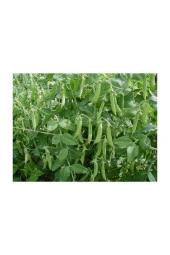 Yerli Yem Bezelyesi Tohumu (Külür) 100 gr thumbnail 2