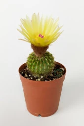 Notocactus (Parodia) Buiningii Sarı Çiçek Açan Kaktüs Nadir Özel Tür 5.5 cm Saksıda thumbnail 1