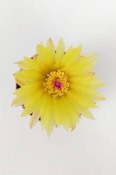 Notocactus (Parodia) Buiningii Sarı Çiçek Açan Kaktüs Nadir Özel Tür 5.5 cm Saksıda thumbnail 3