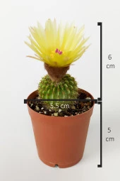 Notocactus (Parodia) Buiningii Sarı Çiçek Açan Kaktüs Nadir Özel Tür 5.5 cm Saksıda thumbnail 4