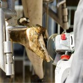 6 Bıçaklı Hayvan Tırnak Kesme Diski thumbnail 4