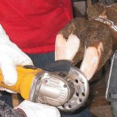 6 Bıçaklı Hayvan Tırnak Kesme Diski thumbnail 2