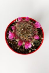 Mammillaria Spinosissima Lila Çiçekli Kaktüs Özel Tür 8.5 Saksıda - 3