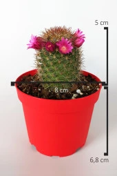 Mammillaria Spinosissima Lila Çiçekli Kaktüs Özel Tür 8.5 Saksıda - 4