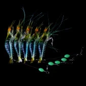 PROFISHER Silikon Yapay Fosforlu Karides Sahte Yem (D) Turkuaz thumbnail 6