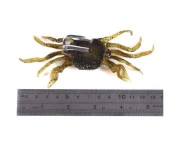 PROFISHER Silika Jel Kurşunlu Sahte Yengeç Yem 10 cm 30 gr Model D thumbnail 6