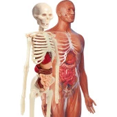 Clementoni İlk Keşiflerim - İnsan Anatomisi - 2