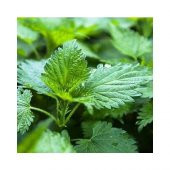 Arzuman Doğal Isırgan Otu Tohumu 100 lü - 1