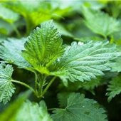 Arzuman Doğal Isırgan Otu Tohumu 100 lü - 3