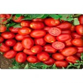 Arzuman Armut Domates (Salçalık Domates) Rio grande (10 gr) - 3