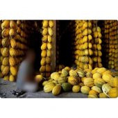 Arzuman Kavun Tohumu Kırkağaç Tipi (Uzun-Benekli) 10 gr thumbnail 3