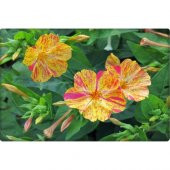 Arzuman Akşam Sefası Tohumu (25 Adet) Karışık Renk thumbnail 2