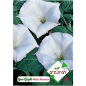 Arzuman Gece Güzeli Datula 15li - 1