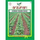 Arzuman Yazlık Marul - Kıvırcık Tohumu (10 Gr) - 1