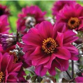 Arzuman Dahlia Çiçeği 30 Tohum - 1