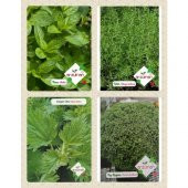 Arzuman Aromatik Bitkiler - 1