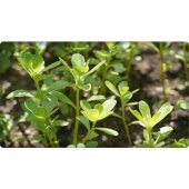 Arzuman Semizotu Tohumu 10 gr thumbnail 1